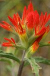 Wavy-leaved Indian Paintbrush bracts & blossoms detail