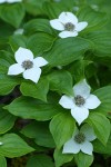 Bunchberry blossoms & foliage