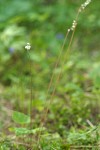 Three-toothed Mitrewort