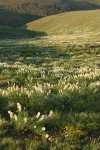 Sulphur Lupines (white form) blanket hillside late afternoon
