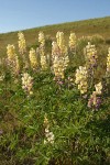 Longspur Lupines