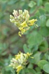 Chaparral Honeysuckle blossoms detail