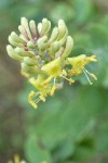 Chaparral Honeysuckle blossoms detail