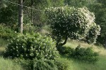 California Buckeye shrub & tree forms