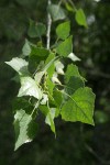 Fremont cottonwood foliage