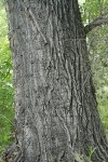 Fremont cottonwood bark