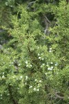 California Juniper berries & foliage