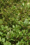 Evergreen Huckleberry w/ Salal