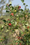 Piper's Hawthorn fruit & foliage