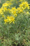 Greene's Goldenweed blossoms & foliage