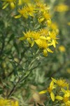Greene's Goldenweed blossoms & foliage