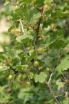 Spiny Gooseberry fruit & foliage