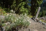 Pearly Everlasting w/ Silesia Creek trail sign