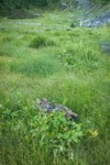 Sitka Valerian in Sedge meadow