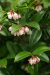 Evergreen Huckleberry blossoms & foliage