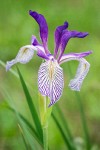 Rocky Mountain Iris blossom