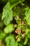 Mapleleaf Currant blossoms