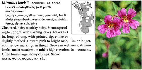 Sample entry from Wildflowers of the Pacific Northwest