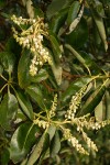 Pacific Madrone blossoms & foliage detail