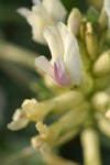 Medick Milkvetch blossom extreme detail