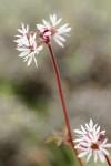 Bulblet Prairie Star blossoms detail
