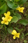 Yellow Prairie Violet 