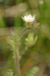 Littlebells polemonium blossom & foliage detail