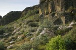 Showy Phlox, Arrowleaf Balsamroot among Sagebrush in basalt rock garden, morning