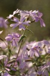 Showy Phlox blossoms, detail in morning side light