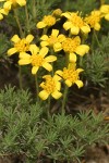 Narrowleaf Mock Goldenweed blossoms & foliage detail