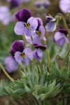 Sagebrush Violets