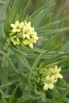 Puccoon blossoms & foliage detail