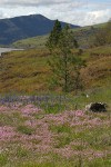Rosy Plectritis & Common Camas in Catherine Cr meadow ; view downstream