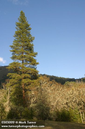 Quercus garryana; Pinus ponderosa