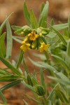 Yellow Puccoon (California Stoneseed)