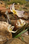 Cream Fawn Lily