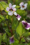 Wedgeleaf Violet blossoms detail