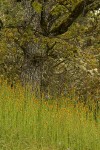 Common Fiddlenecks under Oregon White Oak