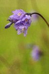 Common Brodiaea (Blue Dicks) blossoms