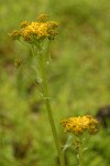 Tower Butterweed