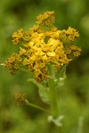 Tower Butterweed blossoms & buds detail