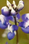 Bicolor Lupine blossoms detail