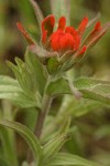Frosted Indian Paintbrush