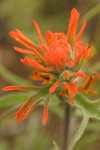 Frosted Indian Paintbrush bracts & blossoms