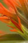 Frosted Indian Paintbrush bracts & blossom extreme detail