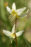 Cream Fawn Lily blossom detail