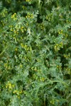 Common Butterweed