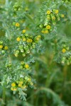 Common Butterweed blossoms & foliage