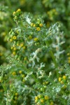 Common Butterweed blossoms & foliage