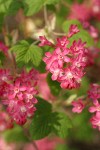 Red-flowering Currant blossoms & foliage